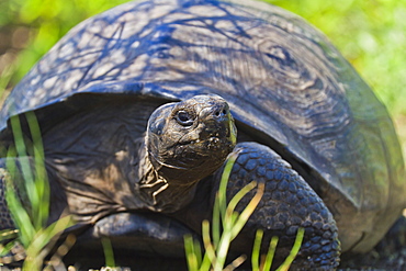 Wild Galapagos tortoise (Geochelone elephantopus), Urbina Bay, Isabela Island, Galapagos Islands, UNESCO World Heritage Site, Ecuador, South America