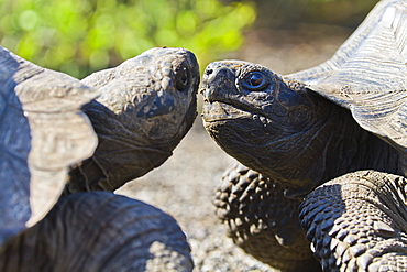 Wild Galapagos tortoise (Geochelone elephantopus), Urbina Bay, Isabela Island, Galapagos Islands, UNESCO World Heritage Site, Ecuador, South America