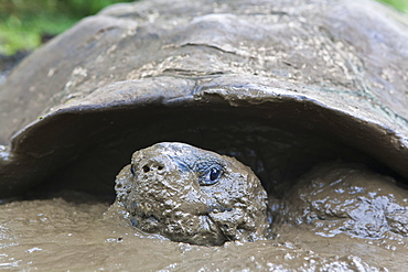 Wild Galapagos tortoise (Geochelone elephantopus), Santa Cruz Island, Galapagos Islands, UNESCO World Heritage Site, Ecuador, South America