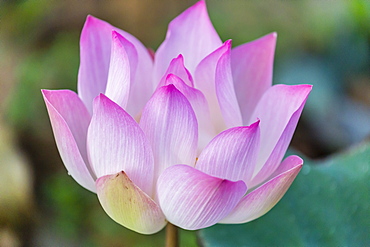 Lotus flower (Nelumbo nucifera) along the Tonle Sap River, Cambodia, Indochina, Southeast Asia, Asia