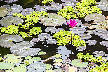 Water-lilies, Nymphaea spp, in Phnom Penh, along the Mekong River, Cambodia, Indochina, Southeast Asia, Asia