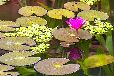 Water-lilies, Nymphaea spp, in Phnom Penh, along the Mekong River, Cambodia, Indochina, Southeast Asia, Asia