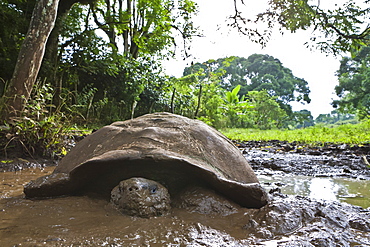 Wild Galapagos tortoise (Geochelone elephantopus), Santa Cruz Island, Galapagos Islands, UNESCO World Heritage Site, Ecuador, South America