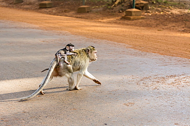 Young long-tailed macaque (Macaca fascicularis) atop its mother in Angkor Thom, Siem Reap, Cambodia, Indochina, Southeast Asia, Asia 