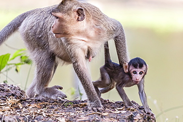 Young long-tailed macaque (Macaca fascicularis) under its mother in Angkor Thom, Siem Reap, Cambodia, Indochina, Southeast Asia, Asia 