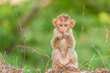 Young long-tailed macaque (Macaca fascicularis) in Angkor Thom, Siem Reap, Cambodia, Indochina, Southeast Asia, Asia 