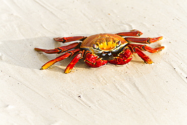 Sally lightfoot crab (Grapsus grapsus), Las Bachas, Santa Cruz Island, Galapagos Islands, Ecuador, South America