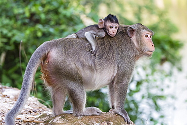 Young long-tailed macaque (Macaca fascicularis) atop its mother in Angkor Thom, Siem Reap, Cambodia, Indochina, Southeast Asia, Asia 