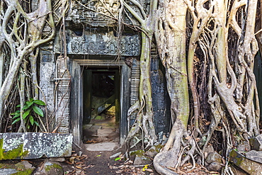 Jungle overgrowth at Ta Prohm Temple (Rajavihara), Angkor, UNESCO World Heritage Site, Siem Reap Province, Cambodia, Indochina, Southeast Asia, Asia 