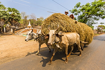 Ox drawn cart near Wat (Phnom) Hanchey, on the Mekong River, Kampong Cham Province, Cambodia, Indochina, Southeast Asia, Asia