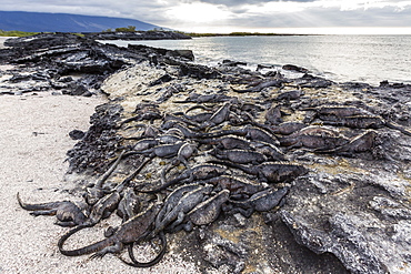 Adult Galapagos marine iguanas (Amblyrhynchus cristatus) basking on Fernandina Island, Galapagos Islands, UNESCO World Heritage Site, Ecuador, South America r