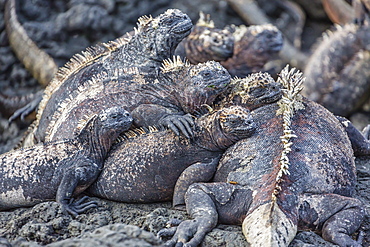 Galapagos marine iguana (Amblyrhynchus cristatus) basking in Puerto Egas, Santiago Island, Galapagos Islands, Ecuador, South America 