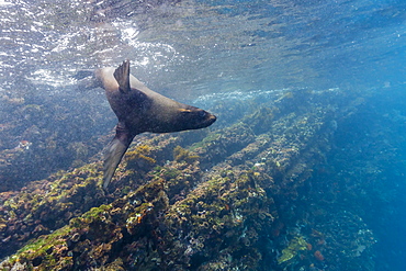 Galapagos fur seal (Arctocephalus galapagoensis) underwater at Isabela Island, Galapagos Islands, Ecuador, South America 