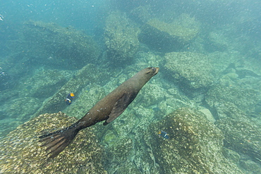 Galapagos fur seal (Arctocephalus galapagoensis) underwater at Isabela Island, Galapagos Islands, Ecuador, South America 