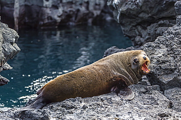 Galapagos fur seal (Arctocephalus galapagoensis) hauled out at Puerto Egas, Santiago Island, Galapagos Islands, Ecuador, South America  