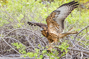 Immature Galapagos hawk (Buteo galapagoensis) in Urbina Bay, Isabela Island, Galapagos Islands, Ecuador, South America 