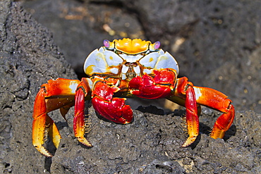 Sally lightfoot crab (Grapsus grapsus), Cerro Dragon, Santa Cruz Island, Galapagos Islands, Ecuador, South America