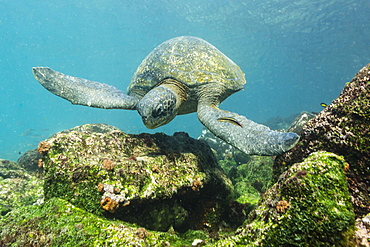 Adult green sea turtle (Chelonia mydas) underwater near Rabida Island, Galapagos Islands, Ecuador, South America 