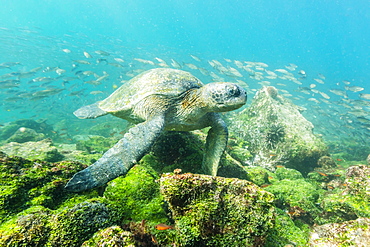 Adult green sea turtle (Chelonia mydas) underwater near Rabida Island, Galapagos Islands, Ecuador, South America