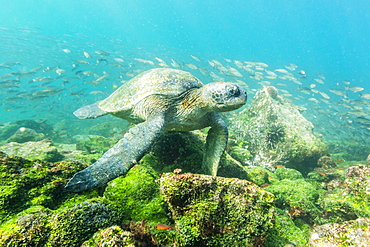 Adult green sea turtle (Chelonia mydas) underwater near Rabida Island, Galapagos Islands, Ecuador, South America 