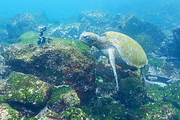 Adult green sea turtle (Chelonia mydas) underwater near camera, Isabela Island, Galapagos Islands, Ecuador, South America 