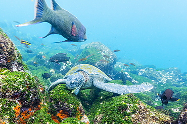 Adult green sea turtle (Chelonia mydas) feeding underwater near Isabela Island, Galapagos Islands, Ecuador, South America 