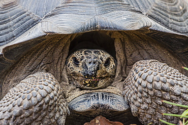 Wild Galapagos giant tortoise (Chelonoidis nigra) in Urbina Bay, Isabela Island, Galapagos Islands, Ecuador, South America 