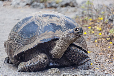 Wild Galapagos giant tortoise (Chelonoidis nigra) in Urbina Bay, Isabela Island, Galapagos Islands, Ecuador, South America 