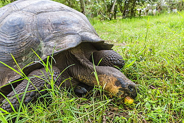 Wild Galapagos giant tortoise (Chelonoidis nigra) feeding on passion fruit in the highlands on Santa Cruz Island, Galapagos Islands, Ecuador, South America 