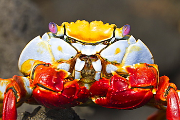 Sally lightfoot crab (Grapsus grapsus), Cerro Dragon, Santa Cruz Island, Galapagos Islands, Ecuador, South America