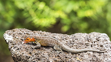 Female Santa Cruz lava lizard (Microlophus indefatigabilis) on Santa Cruz Island, Galapagos Islands, Ecuador, South America 