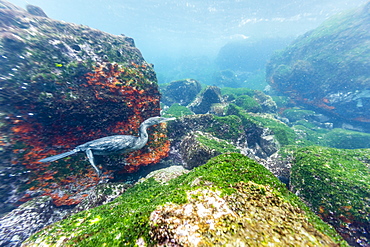 Flightless cormorant (Phalacrocorax harrisi), underwater at Isabela Island, Galapagos Islands, Ecuador, South America 