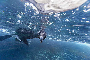 Curious flightless cormorant (Phalacrocorax harrisi) underwater at Tagus Cove, Isabela Island, Galapagos Islands, Ecuador, South America 