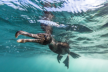 Curious flightless cormorant (Phalacrocorax harrisi) underwater at Tagus Cove, Isabela Island, Galapagos Islands, Ecuador, South America 