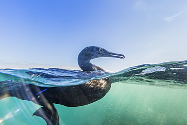 Curious flightless cormorant (Phalacrocorax harrisi) underwater at Tagus Cove, Isabela Island, Galapagos Islands, Ecuador, South America 