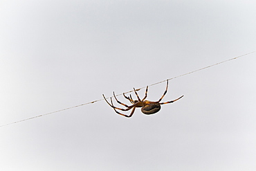 Spider on thread, Cerro Dragon, Santa Cruz Island, Galapagos Islands, Ecuador, South America