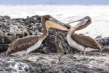 Immature brown pelicans (Pelecanus occidentalis) inspecting each others bills at Puerto Egas, Santiago Island, Galapagos Islands, Ecuador, South America 