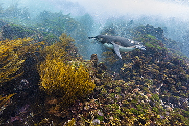 Galapagos penguin (Spheniscus mendiculus) underwater at Isabela Island, Galapagos Islands, Ecuador, South America 