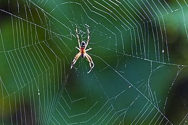 Spider in web, Cerro Dragon, Santa Cruz Island, Galapagos Islands, Ecuador, South America