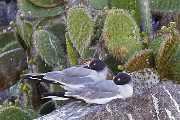 Swallow-tailed gull (Creagrus furcatus), Genovesa Island, Galapagos Islands, UNESCO World Heritge Site, Ecuador, South America