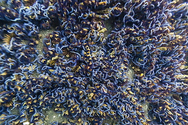 Brittle stars massing by the hundreds in possible reproduction event at Tagus Cove, Isabela Island, Galapagos Islands, Ecuador, South America 