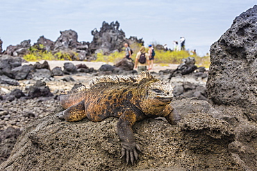 Galapagos marine iguana (Amblyrhynchus cristatus) basking in Urbina Bay, Isabela Island, Galapagos Islands, UNESCO World Heritage Site, Ecuador, South America