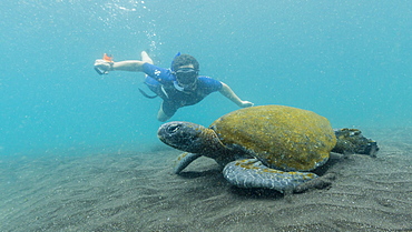 Adult green sea turtle (Chelonia mydas) underwater with snorkeler near Isabela Island, Galapagos Islands, Ecuador, South America