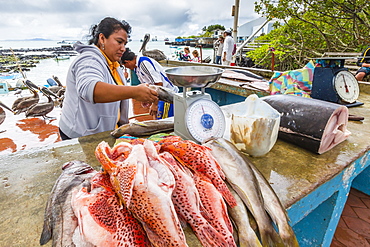 Fish market in the town of Puerto Ayora on Santa Cruz Island, Galapagos Islands, Ecuador, South America