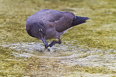 Lava gull (Leucophaeus fuliginosus), Puerto Ayora, Santa Cruz Island, Galapagos Islands, Ecuador, South America