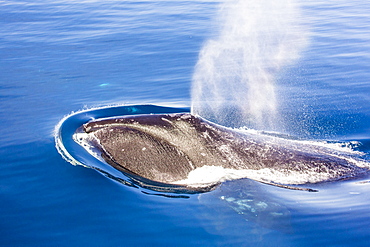 Adult bowhead whale (Balaena mysticetus) surfacing in Arctic Harbour, Isabella Bay, Baffin Island, Nunavut, Canada, North America 