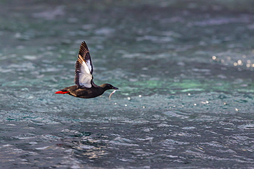 Black Guillemot (Cepphus grylle) taking flight with small fish, off Cape Mercy, Baffin Island, Nunavut, Canada, North America 