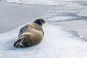 Adult bearded seal (Erignathus barbatus) hauled out on ice in Lancaster Sound, Nunavut, Canada, North America 