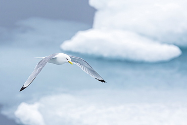 Black-legged Kittiwake (Rissa tridactyla) fishing for small prey amongst the ice in Lancaster Sound, Nunavut, Canada, North America 