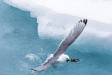 Black-legged Kittiwake (Rissa tridactyla) catching small fish amongst the ice in Lancaster Sound, Nunavut, Canada, North America 